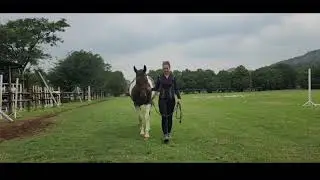 Massage Video 1 - Holistic Animal studies