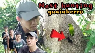 Nest hunting | naka jackpot kami ng guaiabero parrot