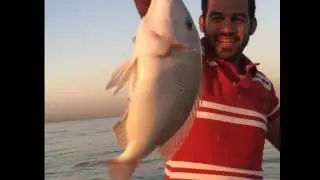 Big size sheri fish hunting using hand line, UAE Dubai