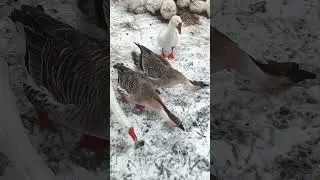 #гуси #ферма #бархатные #рога #2025 #shortvideo #shortsvideo #shorts #short #ноябрь