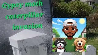 Gypsy Moth Showdown: My Battle Plan Against the Leaf Munchers!