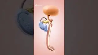 Road to reproduction: every sperm&rsquo;s epic travel story!  #gamtng #medicotrick