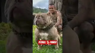 pitbull dog lover|papes animals lover 🔥 shorts trading video#like #subscribe 🔥🐕🙏👇