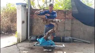 M814 gl c&acirc;y bướm 900k LH 0707713796 Khương bonsai 
