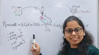 #Regulation of Pyruvate Dehydrogenase Complex #Allosteric Regulation #neet 