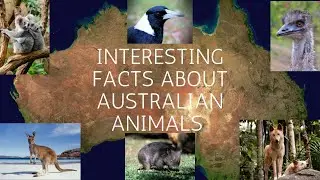 Interesting Facts About Australian Animals