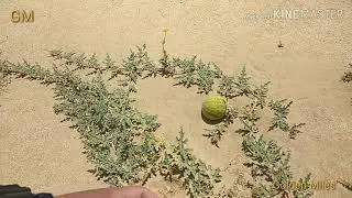 Watermelon in the Middle of the Desert / Dwarf Melon / Wild Melon