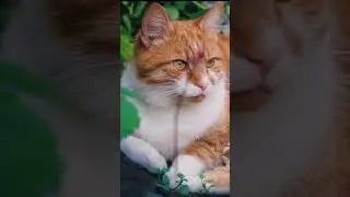 How Many Years  Do Cats Live?