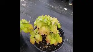 Pigeonberry - Superstar for shade!