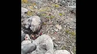 Kiuaskivet vs. vanha p&ouml;ntt&ouml;kiuas