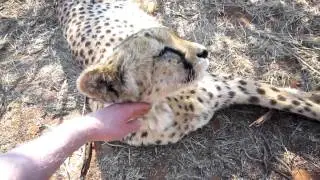 Naankuse/Namibia - cheetah's purr
