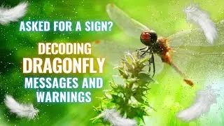 Dragonfly Spirit Guide &ndash; Decoding Dragonfly Messages