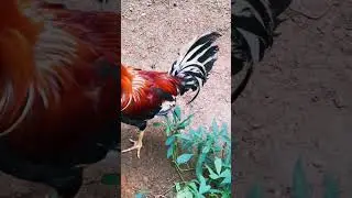 My Favorite fighting cock! #animals #rooster #fight #beautiful #shorts #youtubeshorts