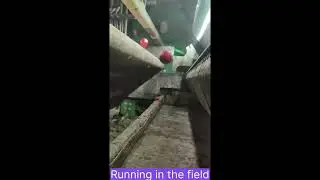 AMVT&rsquo;s tomato sorter on the harvester