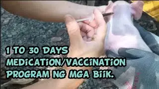 30 Days Piglet Vaccination/Medication Program.