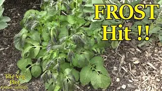 Disaster! frost hits my potato crop