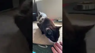 💫  Teeter Totter Kitten Update: Found With Leg Deformities & Shakes When Walking
