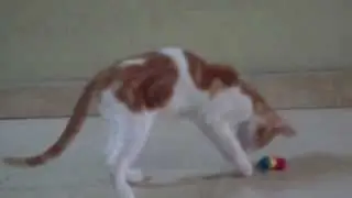 Gatito monisimo