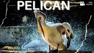 Pelican Birds are the most majestic creatures in nature! ll Epic Fail ll
