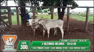 LOTE 300   3 BEZERRAS NELORES   124,6 KG - LEILORIO & LEILOALPA - 20/01/2026