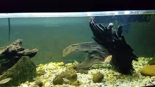 Native tank with shiners