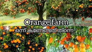 orange farm and harvest / agriculture technology/ high tech orange farm visit/ village life malabar