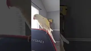 @white_and_fun  01/20/2026 #parrot  #indianringneck #talkingparrot #shorts #Tofuindianringneck