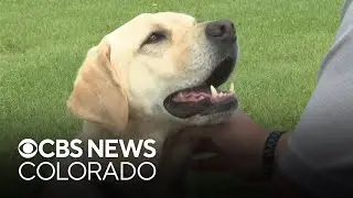 Colorado veteran says dog saved his life while he was sleeping
