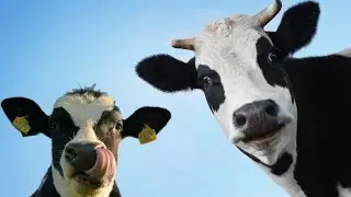 FUNNY COW DANCE 3│Cow Song & Cow Videos 2021 | Funny Maza Official