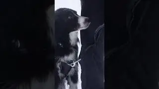 RC Pets : Tempo No Pull Harness