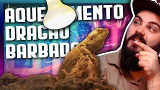 Aquecimento DRAGÃO BARBADO - Como aquecer meu Pogona Vitticeps