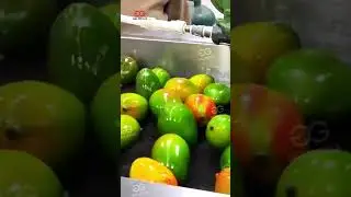 Mango Washing Waxing Sorting Processing Line#factory #process