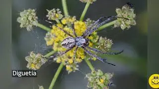 Diguetia