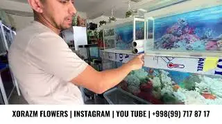 Xorazmdagi Akvarium narxlari. Eng arzoni faqat bizda +998997178717