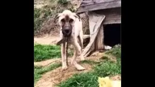 Sick Kangal Dog Left Behind On A Chain When Owner Moved Gets Rescued