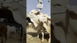 Gulabi Nukhra 🩷 World Famous Beauty of Pakistan 😍 | Rare Breed!