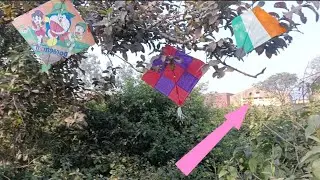 kite looting from tree | kite hunting from tree | kite catching forest