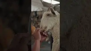 Angora Goat | The Making of a Masterpiece | Splitting Image Taxidermy