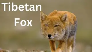 The Secretive Life of the Tibetan Fox