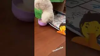 Psycho #funny #animals #funnypets #dog #funnyshorts #youtubevideo #subscribe