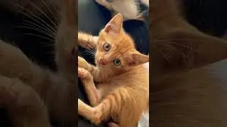Atha tendu kangal 👀😻😺💫#ungl #bhavani #youtubeshorts