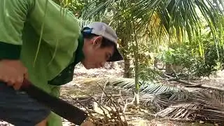 Vườn dừa trĩu quả,cột quầy dừa treo l&ecirc;n để chống g&atilde;y đổ part 12