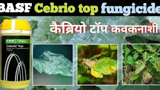 Cabrio Top fungicide basf|| कैब्रियो टॉप कवकनाशी basf || बीएएसएफ कैब्रियो टॉप 