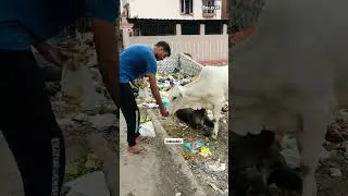 part 01 feeding street cow's #shorts