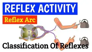 Reflex Activity/Reflex Arc in Nervous System & Classification of Reflexes Explained by DrSarojKanwar