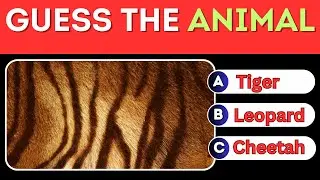 Guess the Animal by Their Textures! Easy,Medium,Hard!