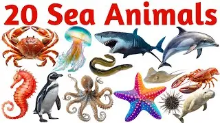 Learn 20 Sea Animals Names for Kids with Pictures, Sounds and Easy English