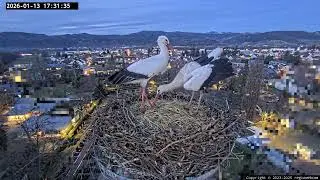 🤩Powrót Ulli i Edgara - Bociany Kirchzarten, DE - 13 01 2026