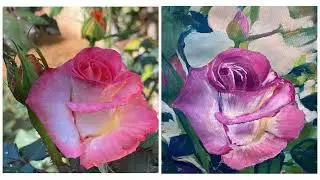 Pink Rose Progress