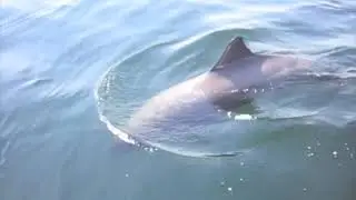 Seattle Sailing Clips 2007-2009